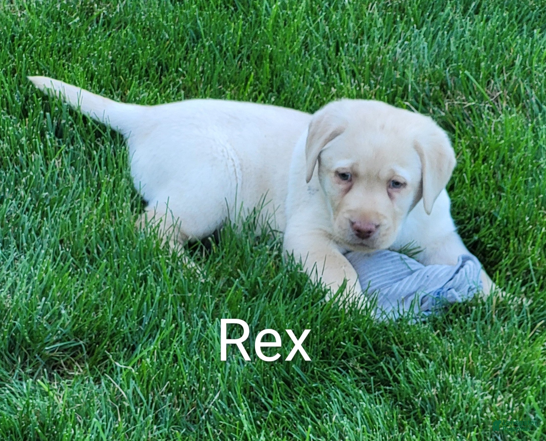 Labrador Retriever dogs Labrador Retriever Puppy 1 Max - Ad 1
