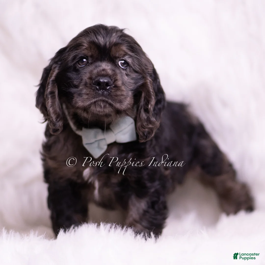 Cocker Spaniel dogs for sale: Jive - Ad 5