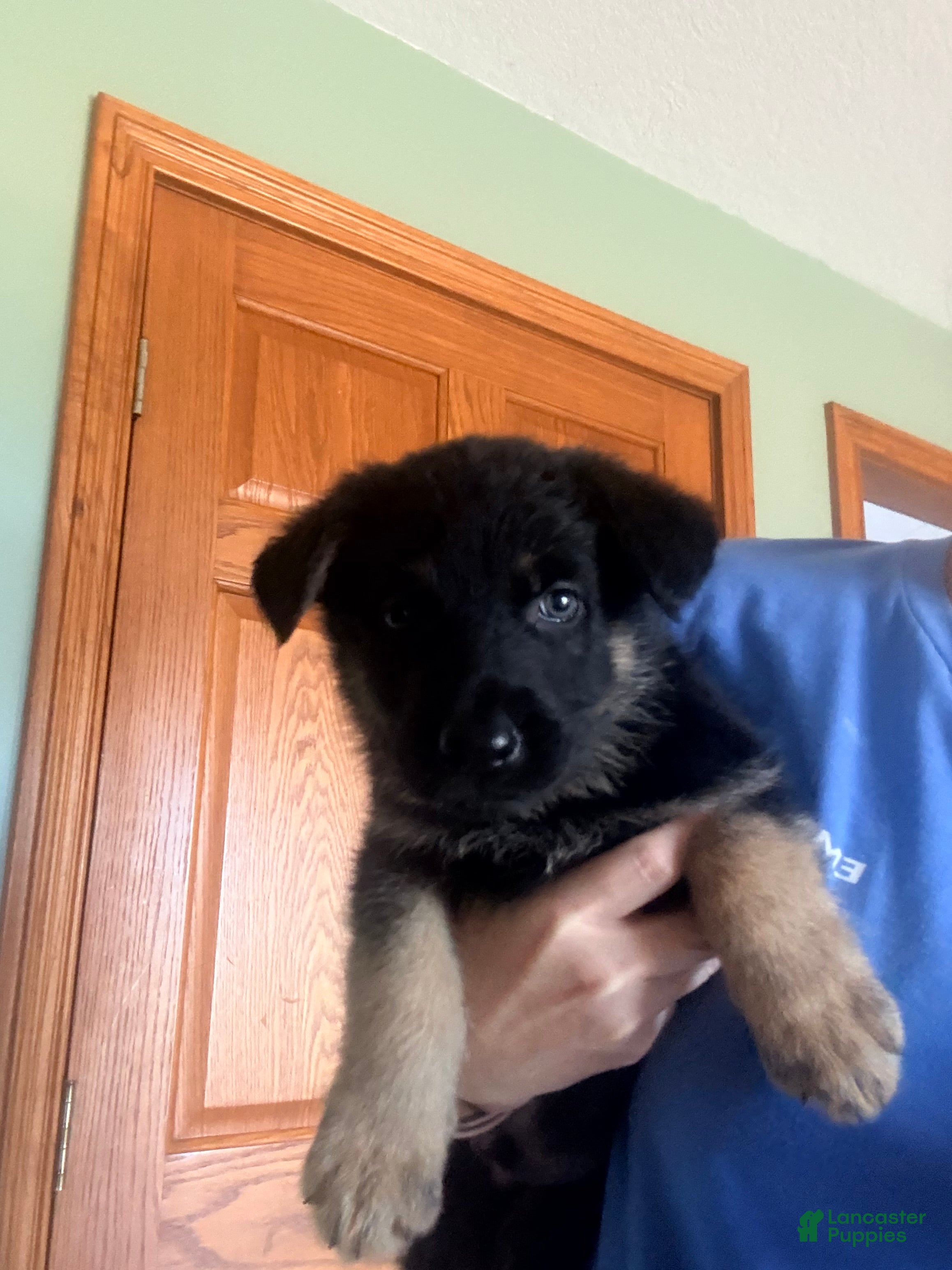 German Shepherd dogs German Shepherd Puppy 7 - Ad 2