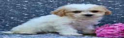 Bichpoo dogs for sale: Babe - Ad 5
