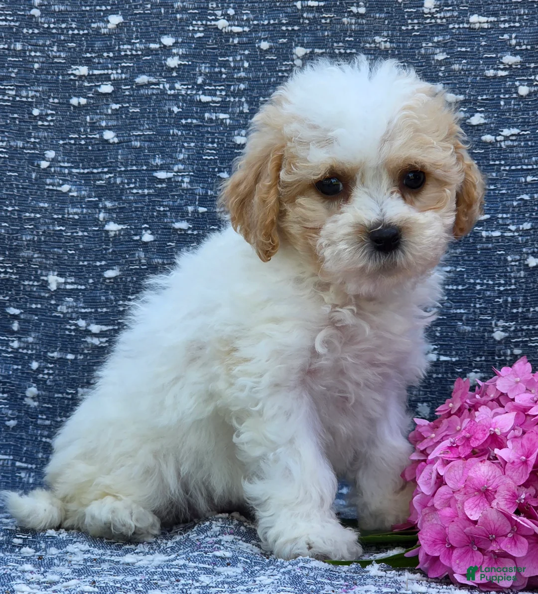 Bichpoo dogs for sale: Babe - Ad 5
