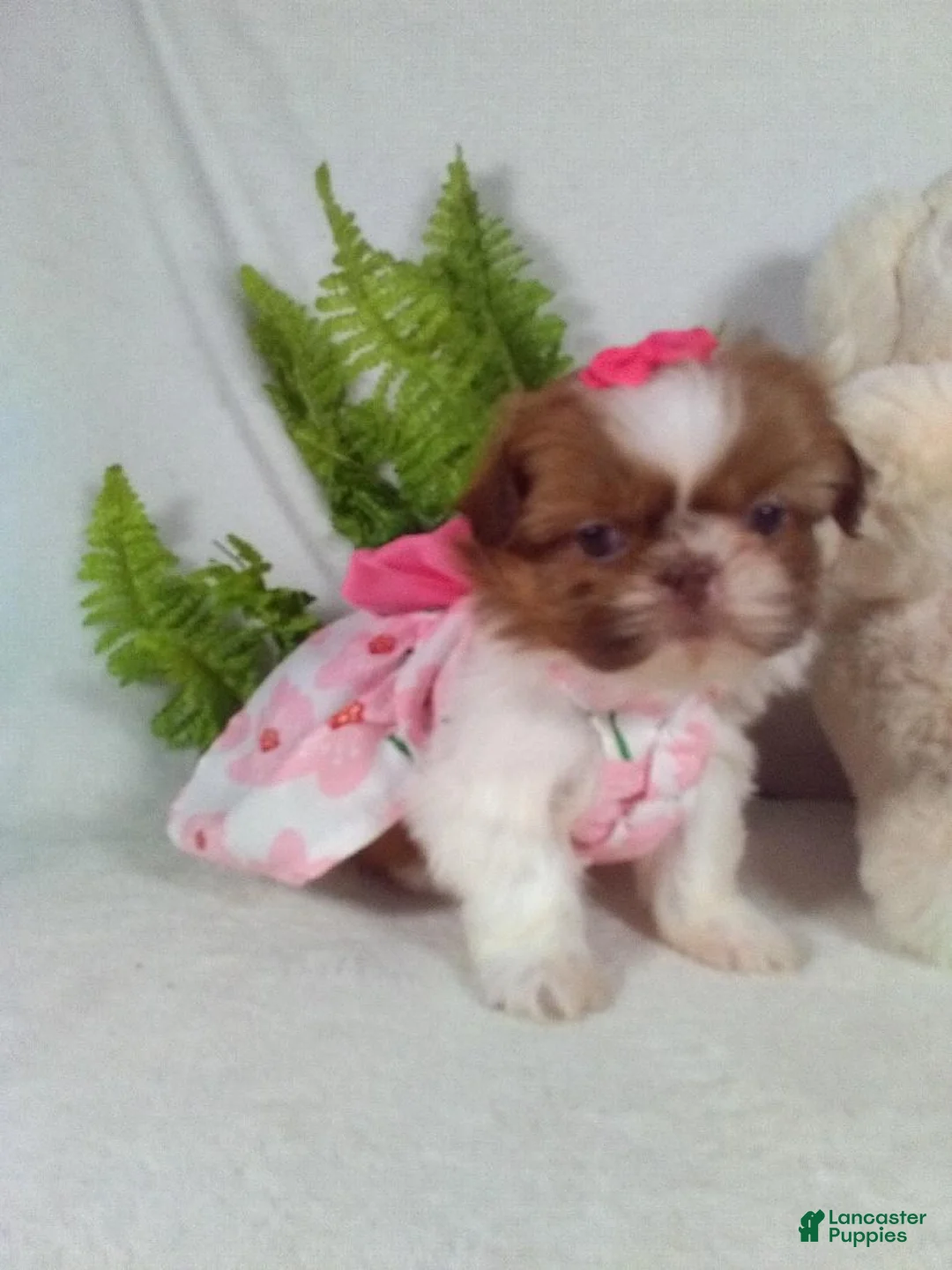 Shih Tzu dogs for sale: Baby - Ad 2