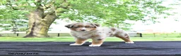 Australian Shepherd dogs for sale: Dafney - Ad 3