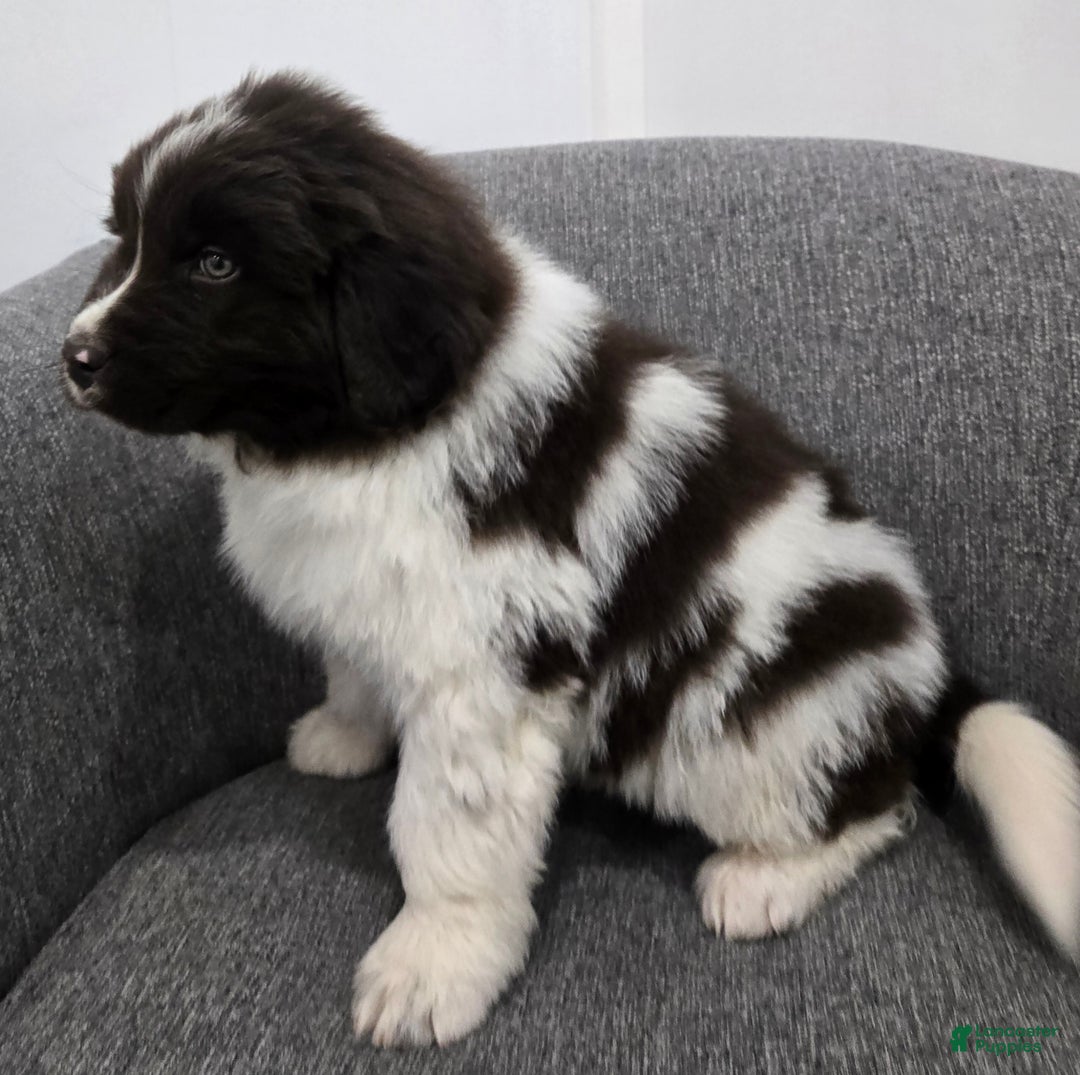 Newfoundland dogs for sale: Barney  - Ad 5