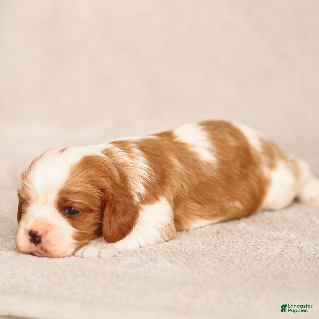 Cavalier King Charles Spaniel dogs for sale: Liam - Ad 4