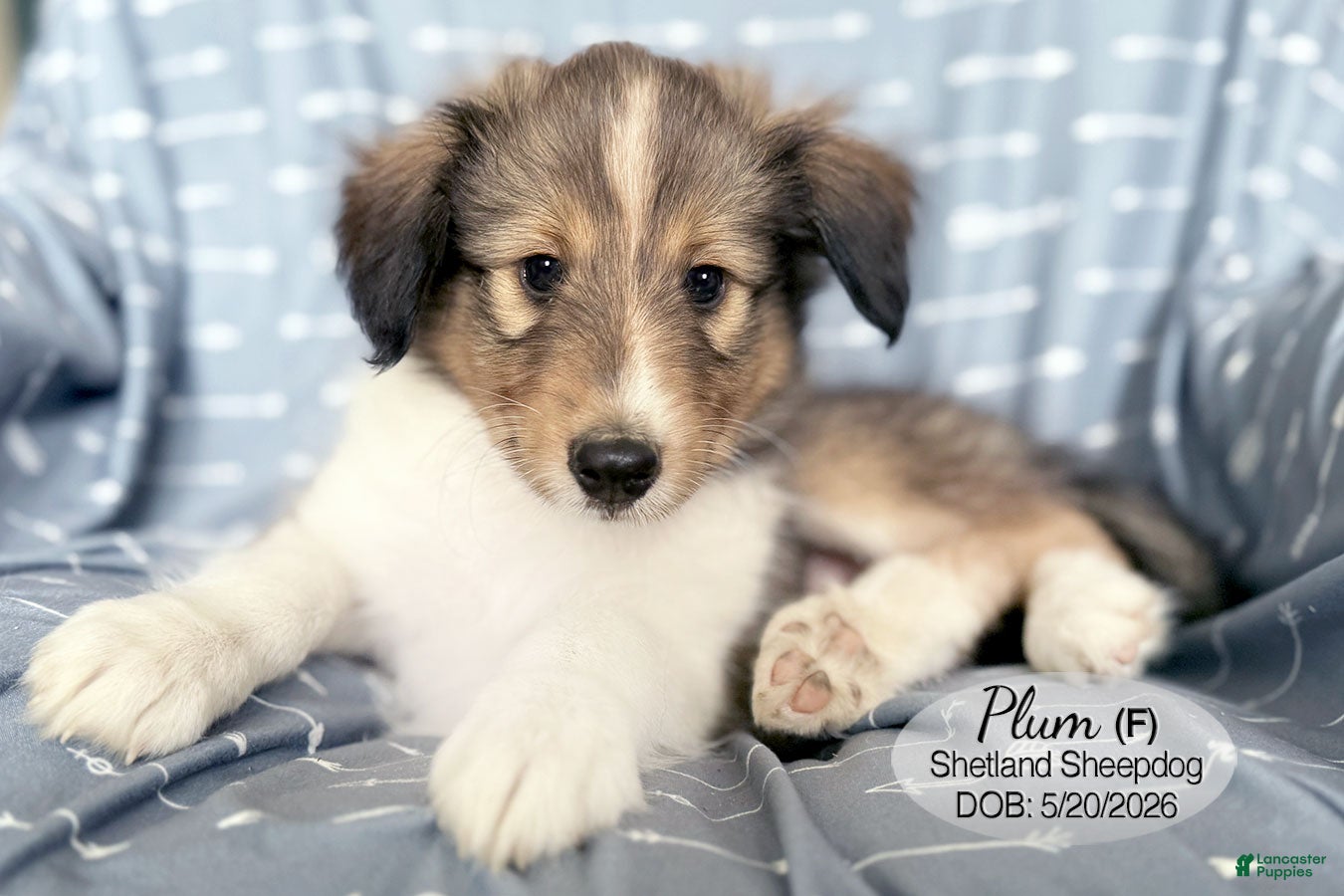 Shetland Sheepdog dogs Plum - Ad 1