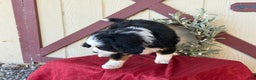 Miniature Bernese Mountain Dog dogs for sale: Ziggy - Ad 6