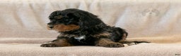 Bernedoodle dogs for sale: Cinderella - Ad 8