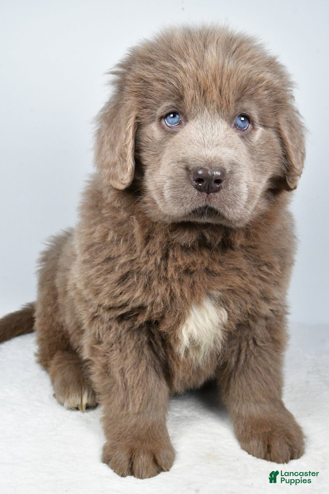 Newfoundland dogs for sale: Daisy - Ad 5