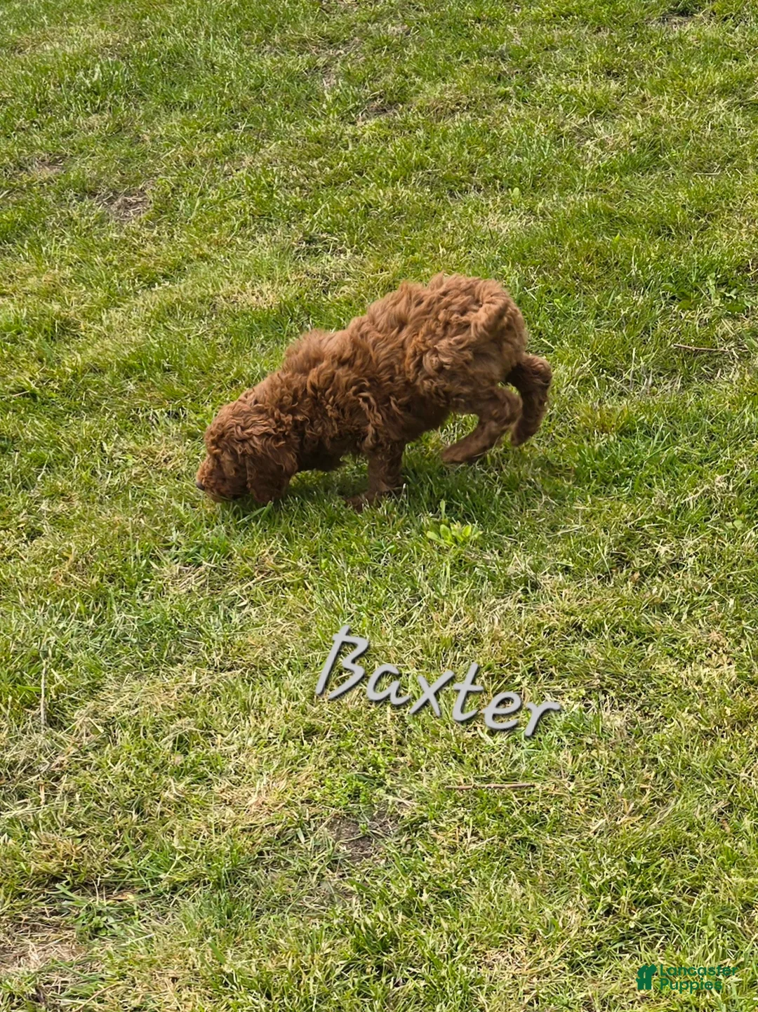 Goldendoodle dogs for sale: Goldendoodle Puppy 5 - Ad 2