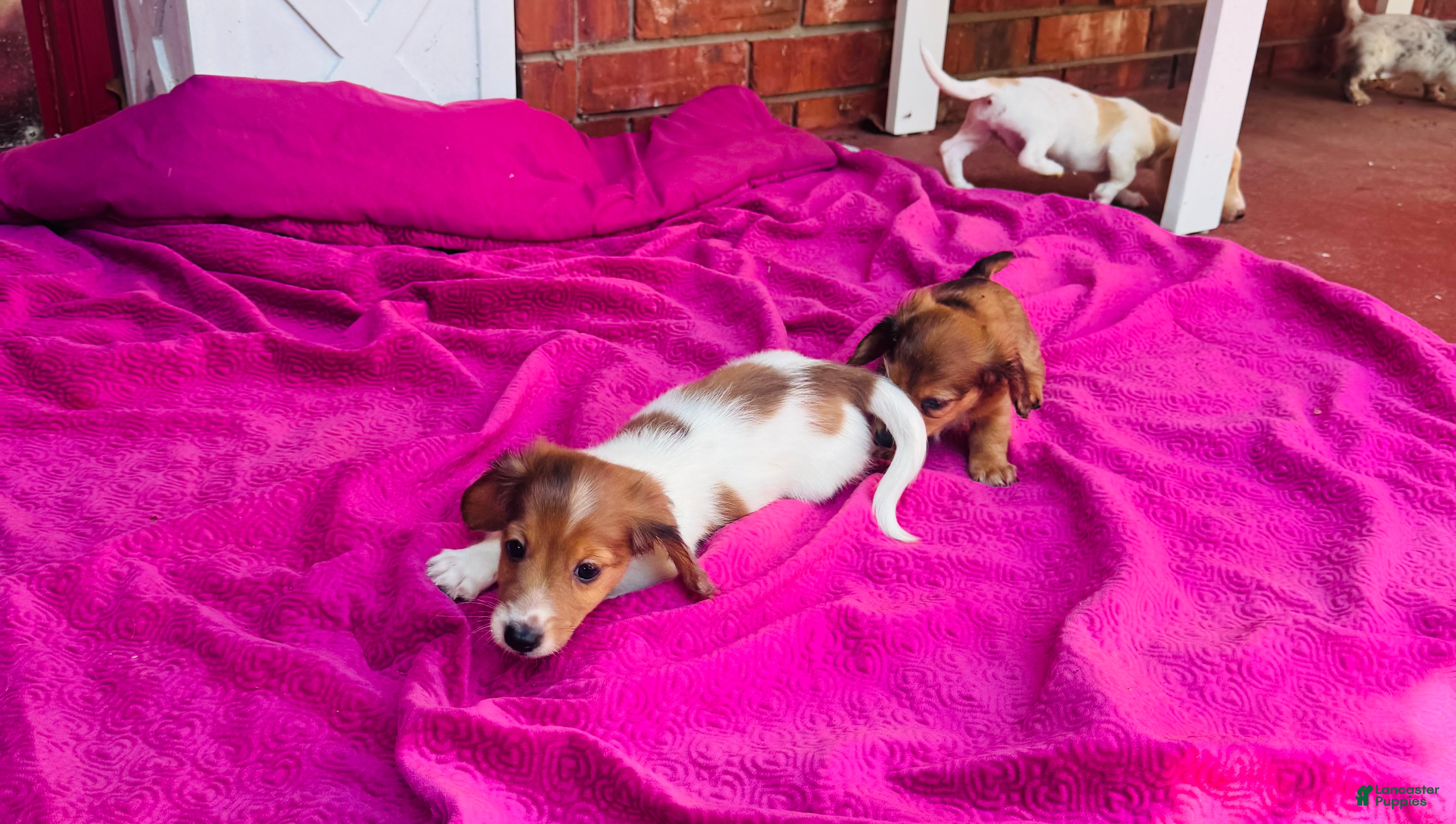 Miniature Dachshund dogs Jim Beam (Longhair) - Ad 2