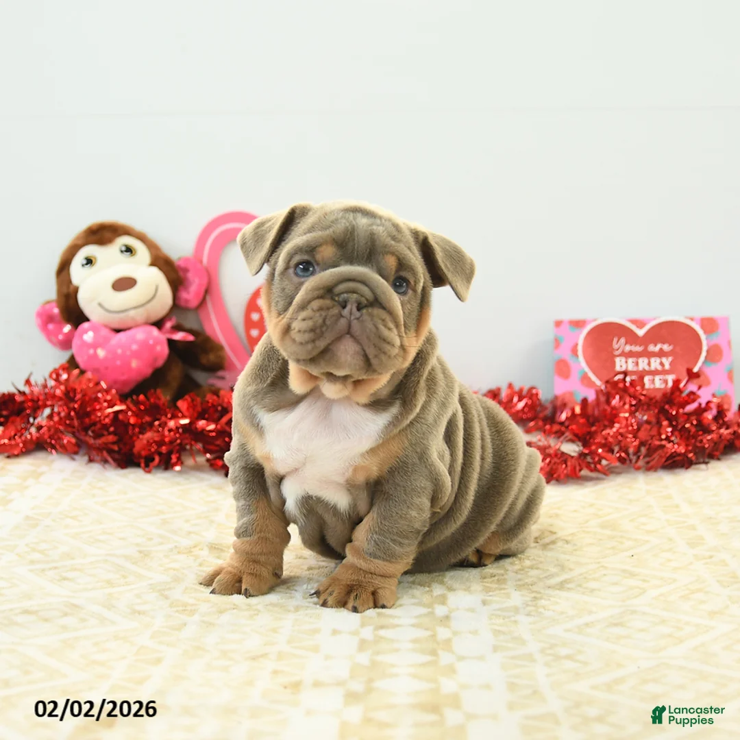 English Bulldog dogs for sale: Bella   - Ad 1
