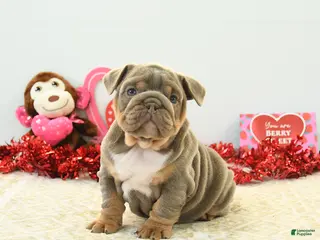 English Bulldog dogs Bella - Ad 8