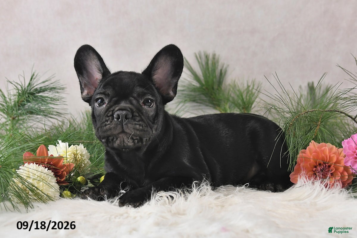 Frenchton dogs Marshal - Ad 2
