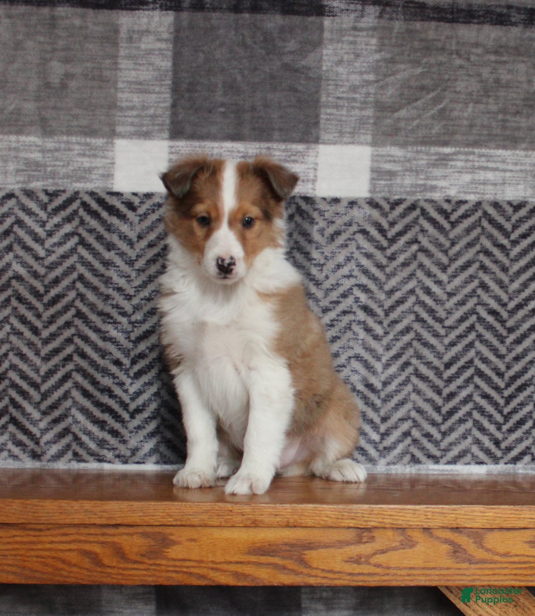 Mixed Breed dogs for sale: Jingle - Ad 1