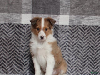 Mixed Breed dogs Jingle - Ad 25