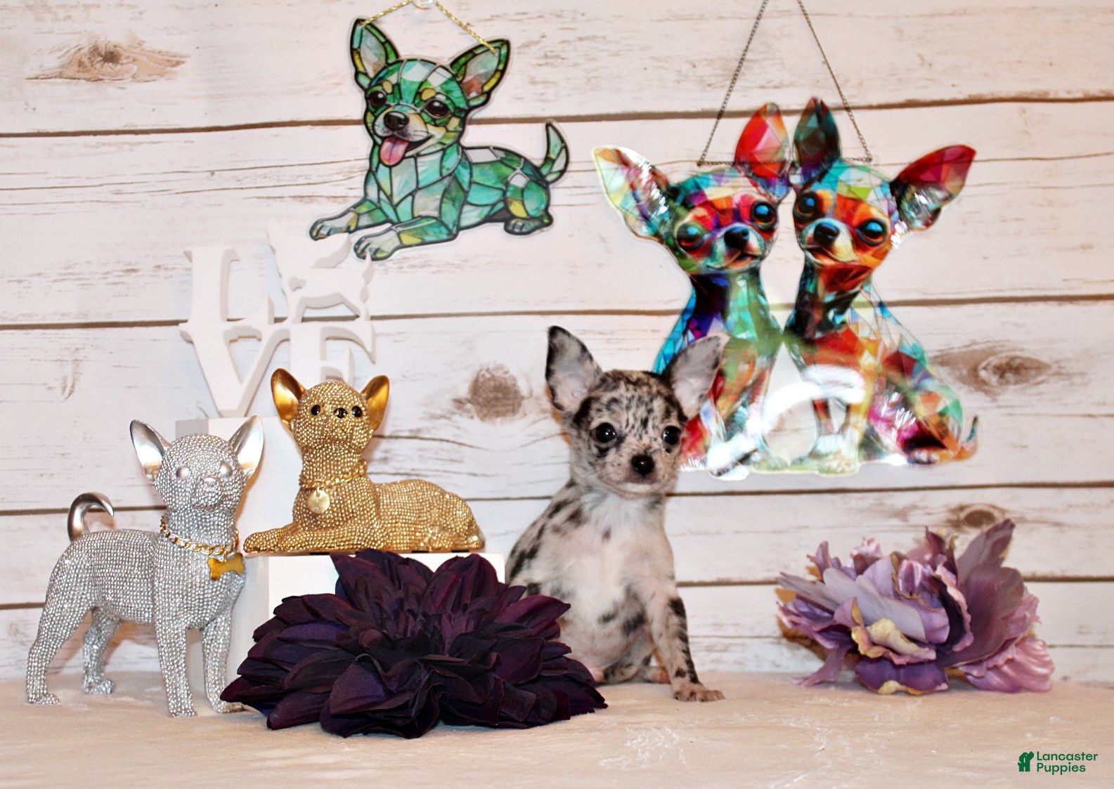 Chihuahua dogs Gandolf - Ad 1