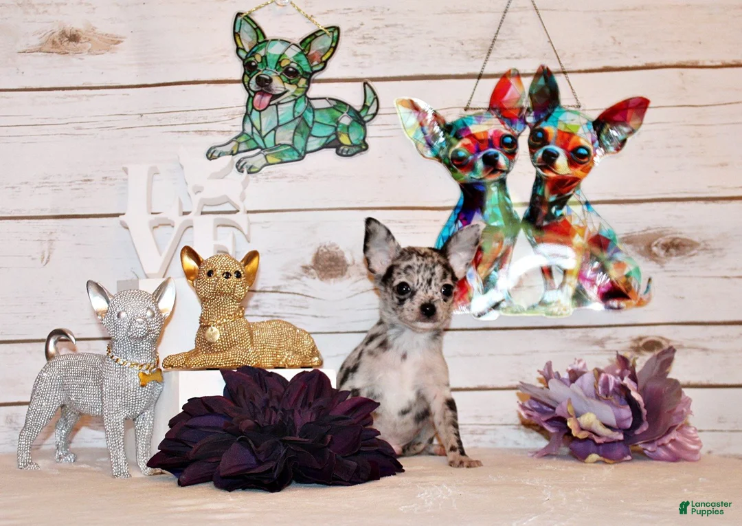 Chihuahua dogs for sale: Gandolf - Ad 1