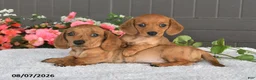 Miniature Dachshund dogs for sale: Rex - Ad 3