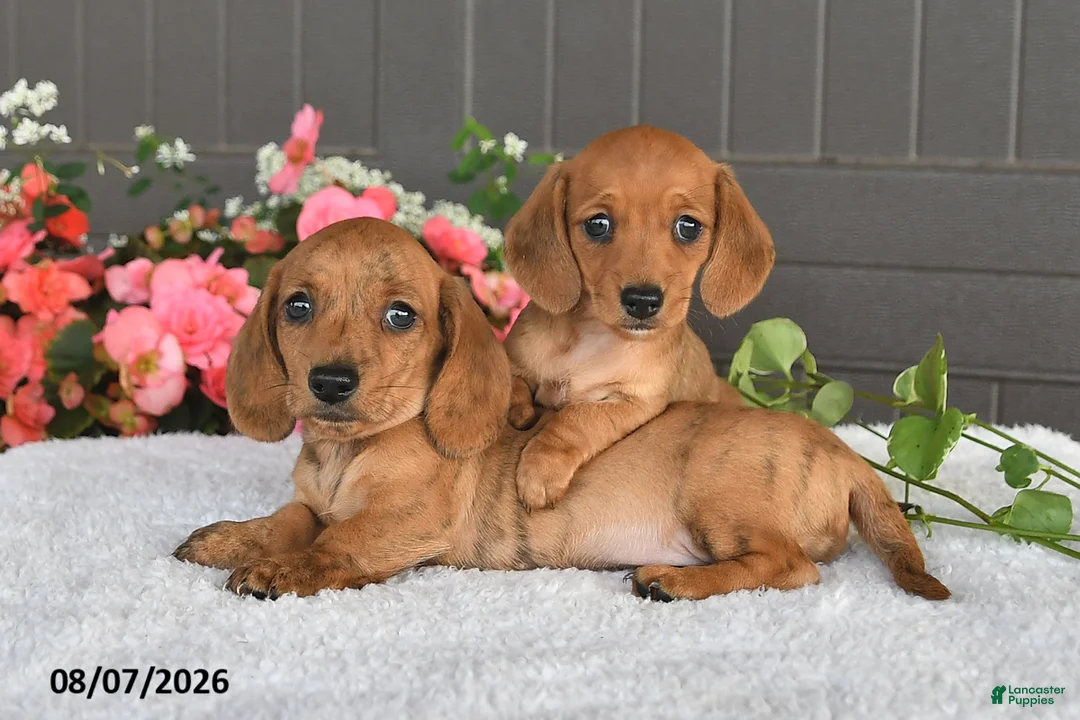 Miniature Dachshund dogs for sale: Rex - Ad 3