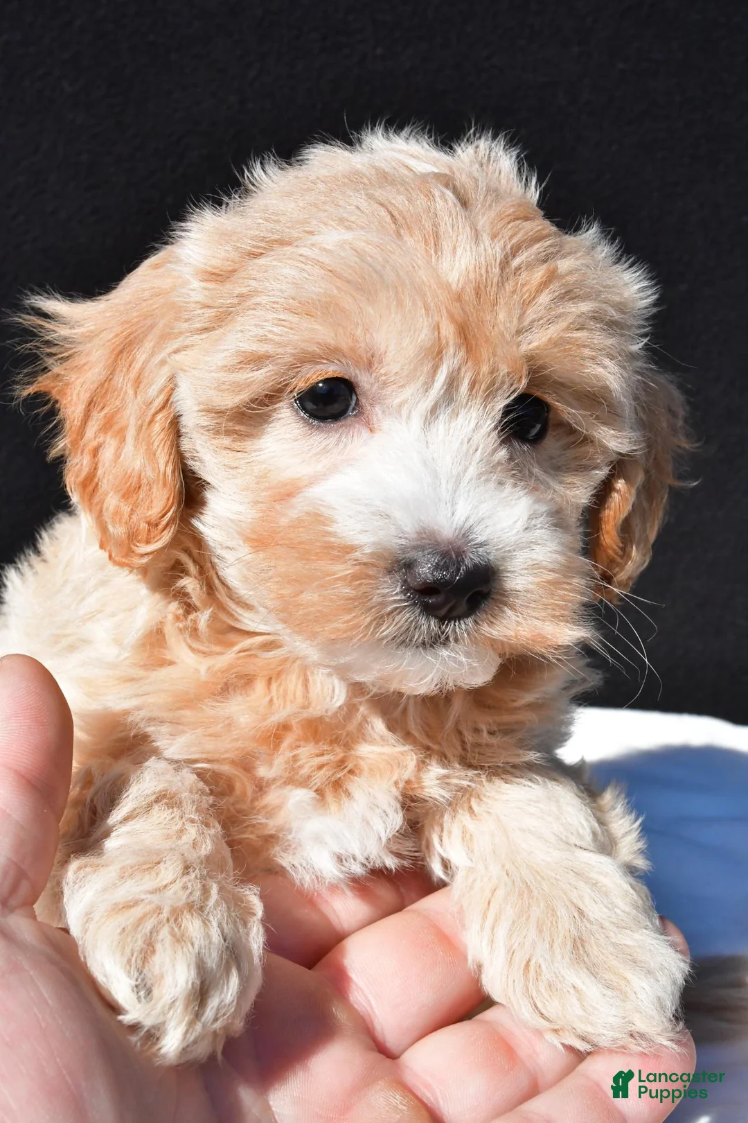 Maltipoo dogs for sale: Allie - Ad 7