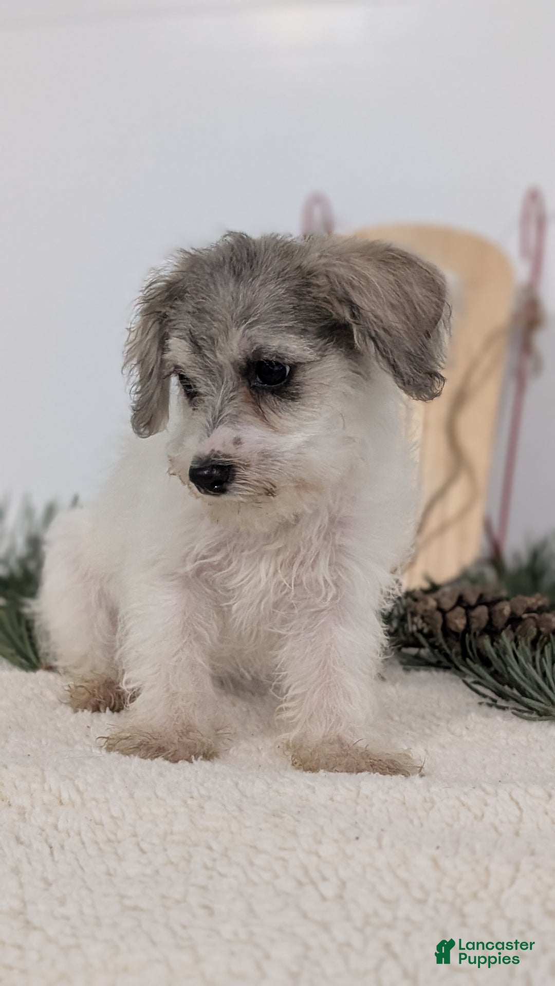 Mixed Breed dogs for sale: Nadia - Ad 2