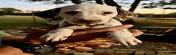 Dalmatian dogs for sale: Male 4 - Ad 3