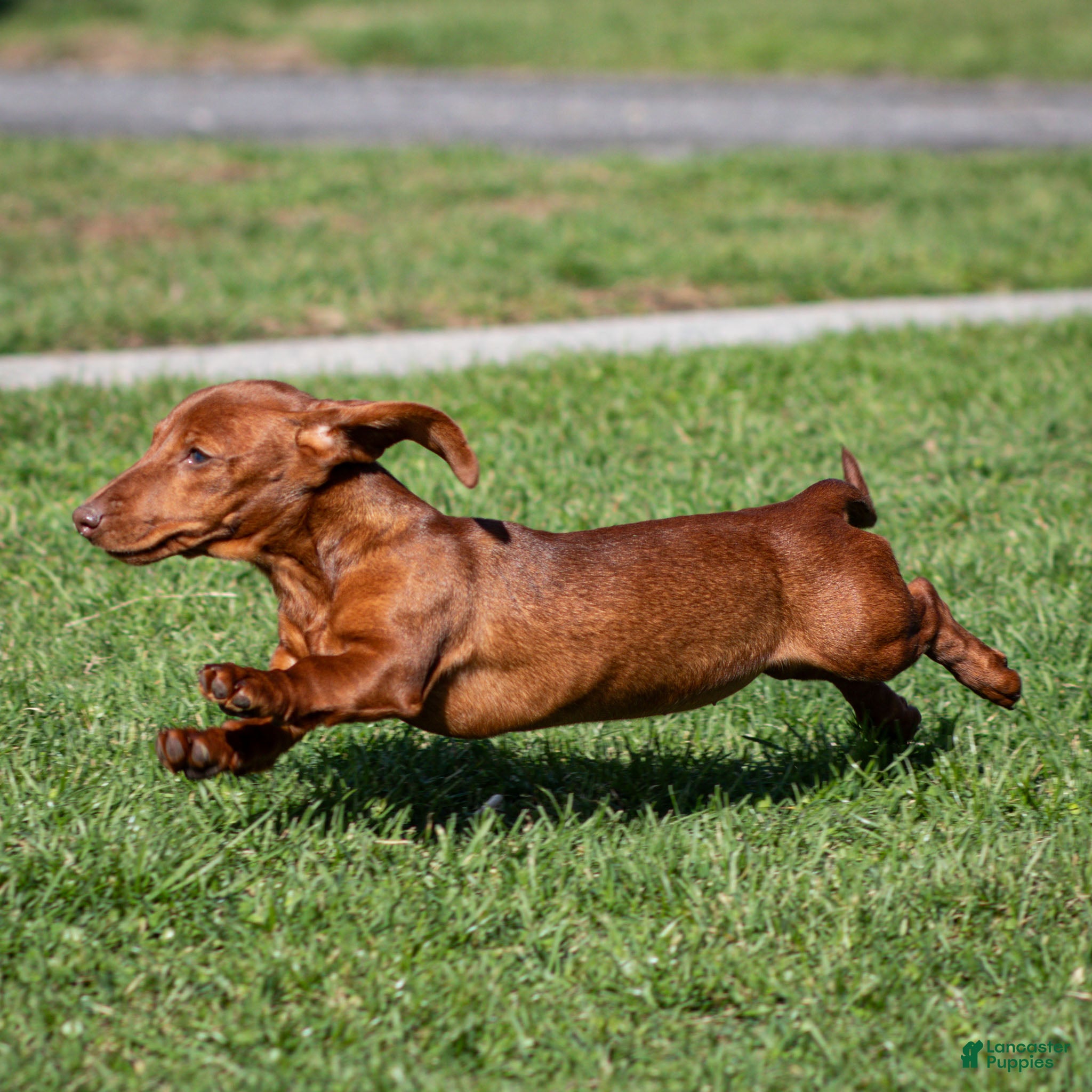 Miniature Dachshund dogs Willow - Ad 2