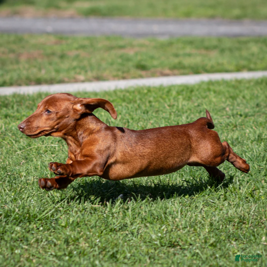 Miniature Dachshund dogs for sale: Willow - Ad 2