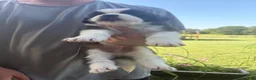 Saint Bernard dogs for sale: Akc Grey - Ad 1