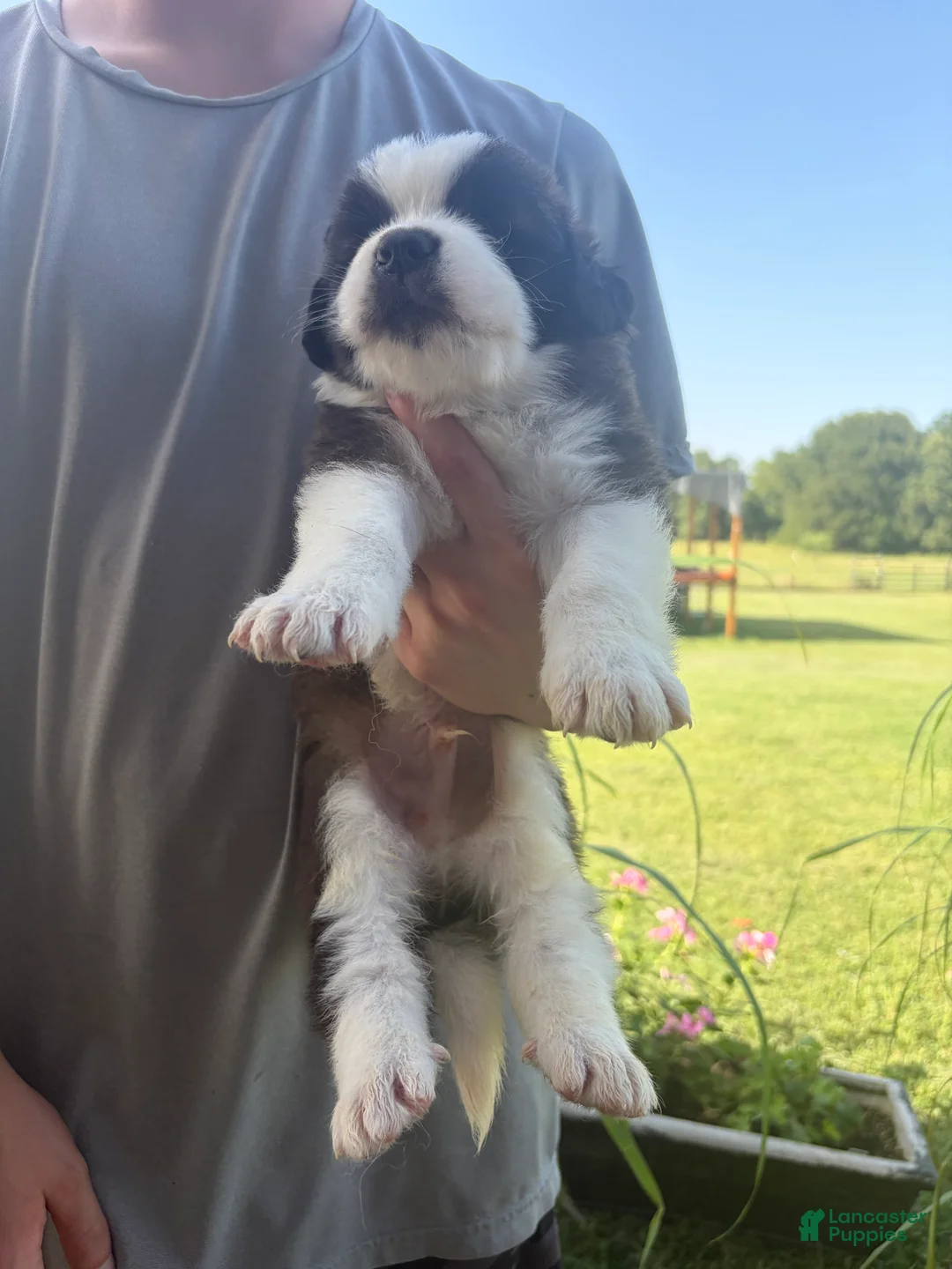 Saint Bernard dogs for sale: Akc Grey - Ad 1
