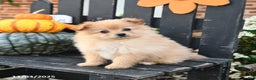 Pomeranian dogs for sale: Felix - Ad 2
