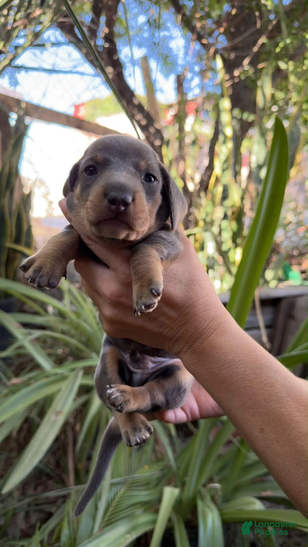 Miniature Dachshund dogs for sale: Miniature Dachshund Isabea girl - Ad 1