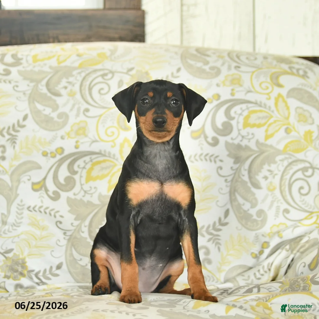 Miniature Pinscher dogs for sale: Honey   - Ad 1