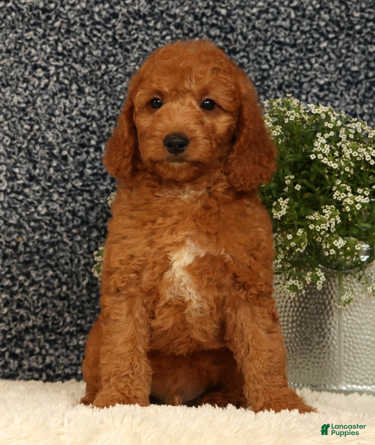Mini Goldendoodle dogs Tinker - Ad 2