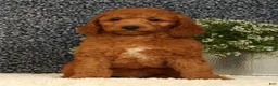 Mini Goldendoodle dogs for sale: Tinker - Ad 2