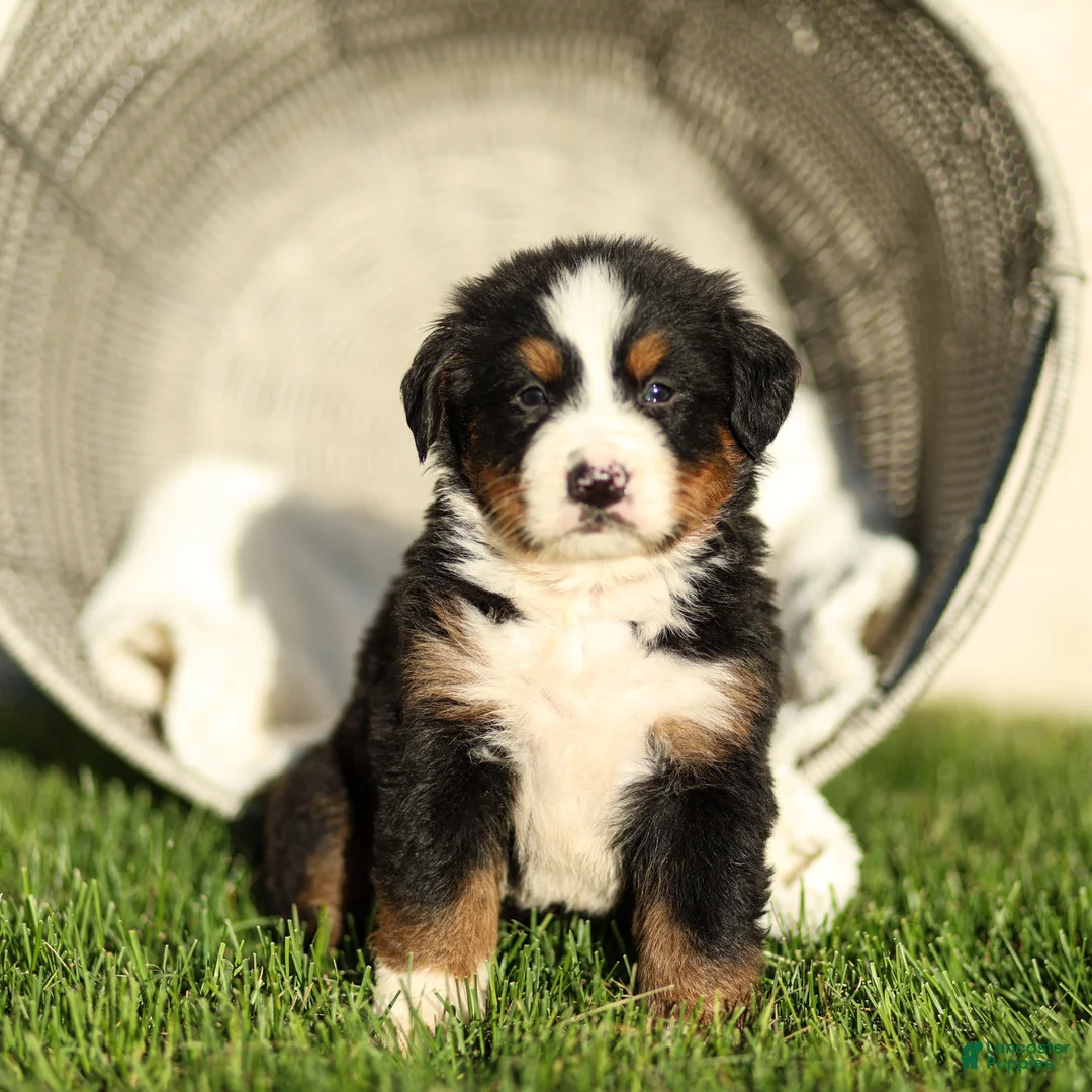 Bernese Mountain Dog dogs for sale: Janette Bernese Mountain Dog  - Ad 1