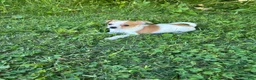Chihuahua dogs for sale: Jemma  - Ad 3