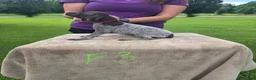 German Shorthaired Pointer dogs for sale: German Shorthaired Pointer 6 - Ad 2