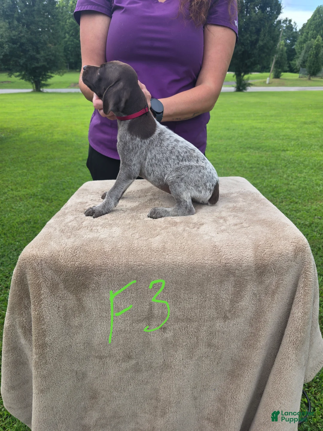 German Shorthaired Pointer dogs for sale: German Shorthaired Pointer 6 - Ad 2