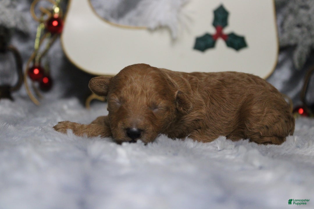 Toy Poodle dogs for sale: Ruby - Ad 6