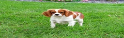 Cavalier King Charles Spaniel dogs for sale: Keanu - Ad 2