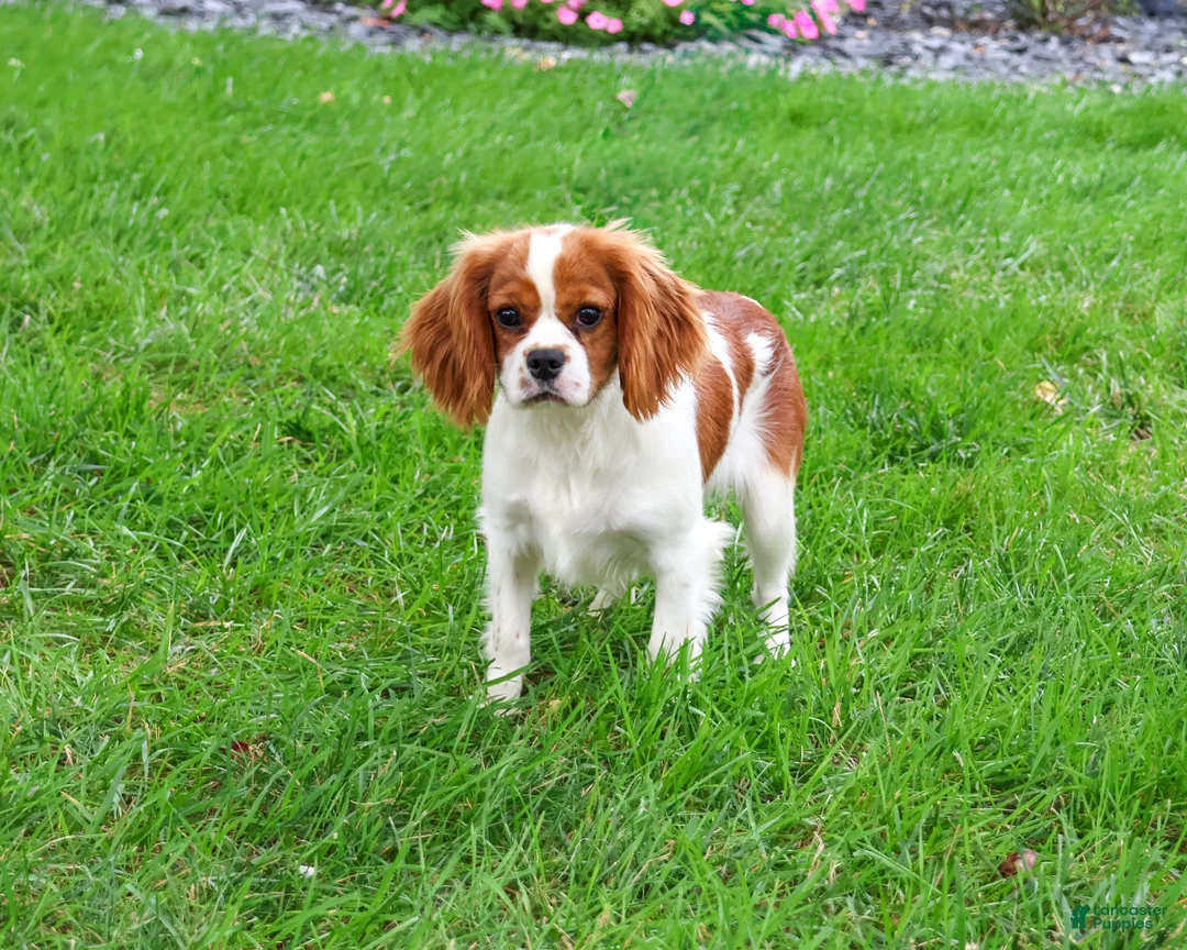 Cavalier King Charles Spaniel dogs for sale: Keanu - Ad 2