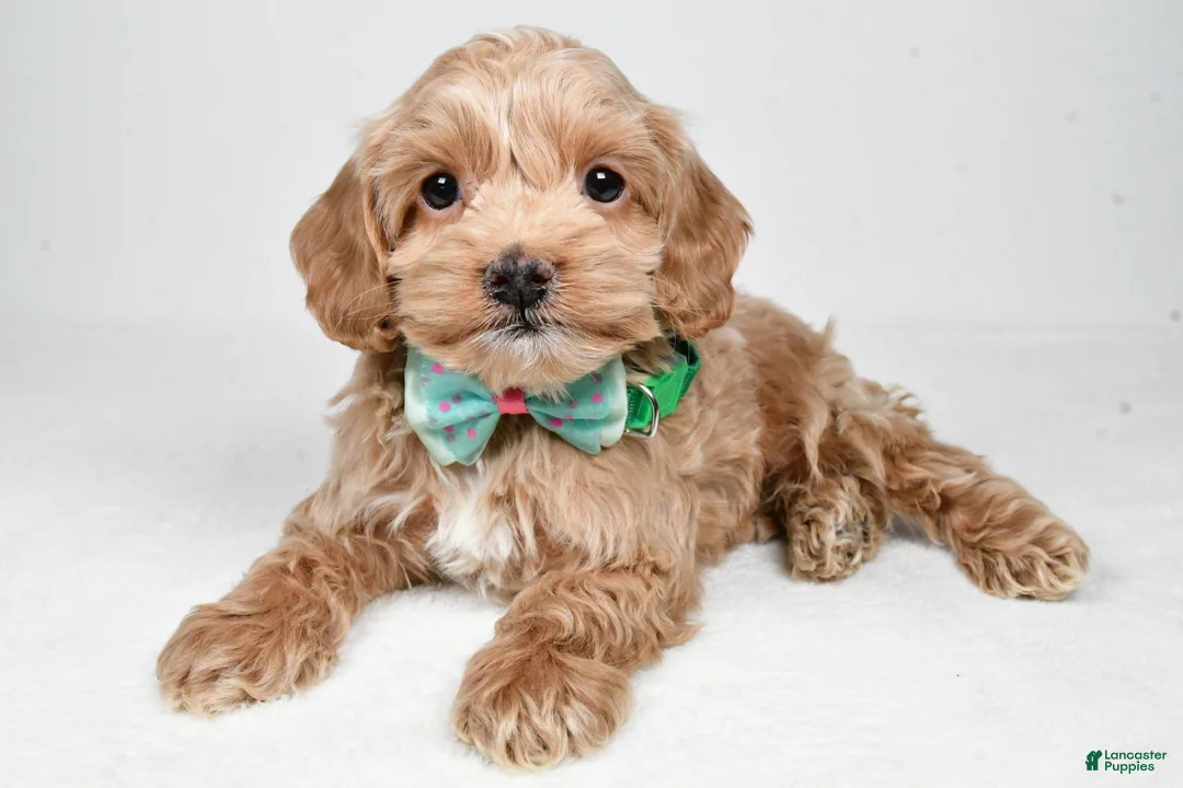 Cockapoo dogs for sale: Parker - Ad 1