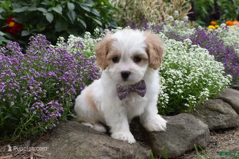 Cavachon dogs Twilight  - Ad 2