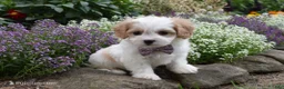 Cavachon dogs for sale: Twilight  - Ad 2