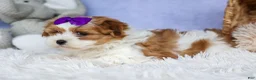 Teddy Bear dogs for sale: TRIXIE - Ad 17