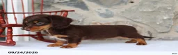 Miniature Dachshund dogs for sale: Tinker Belle - Ad 3