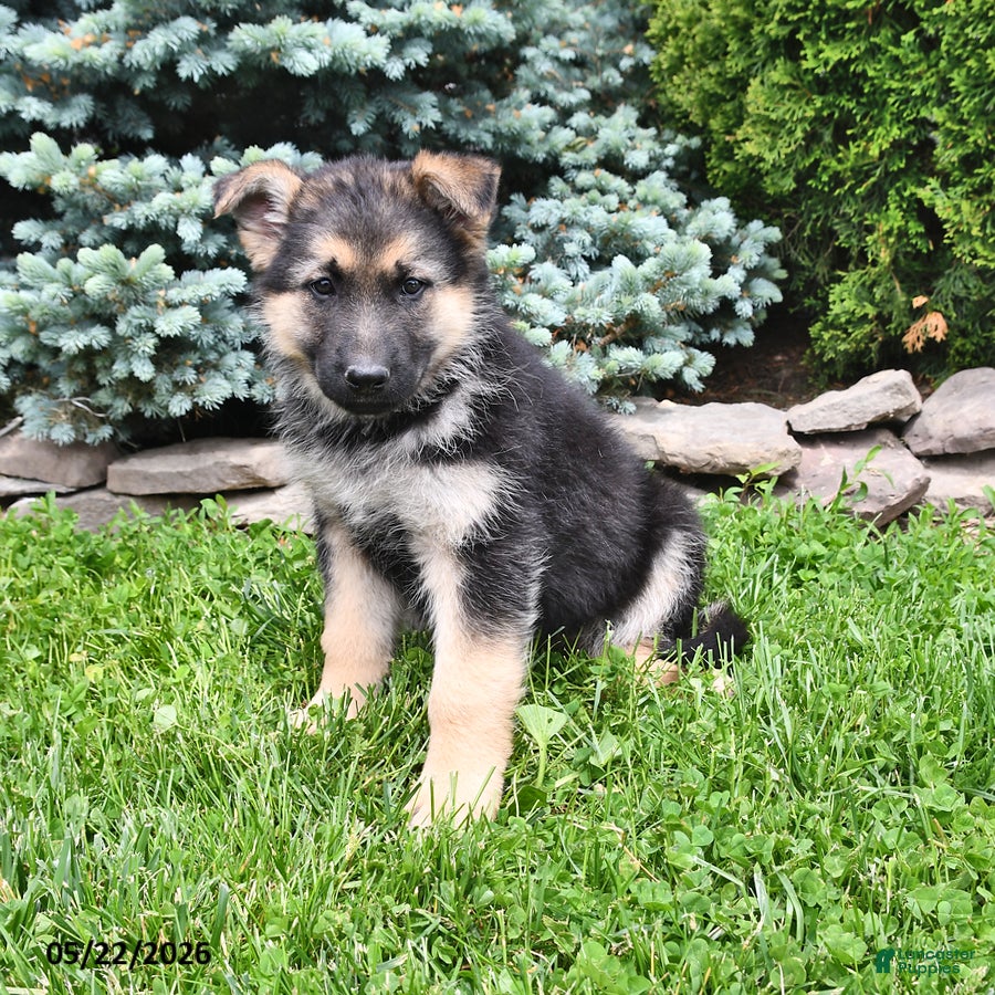 German Shepherd dogs Maggie - Ad 1
