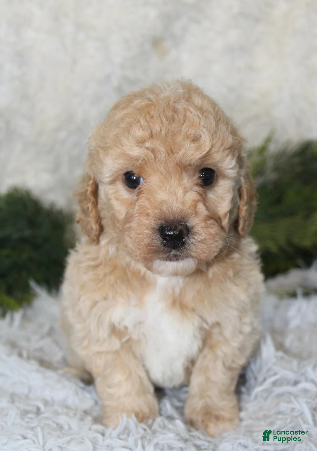 Bichpoo dogs for sale: Bichpoo 1 - Ad 2